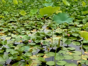 IMG20250629060918